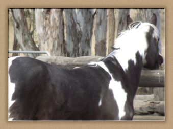 KARALINGA DUNUPABLACKROSE
